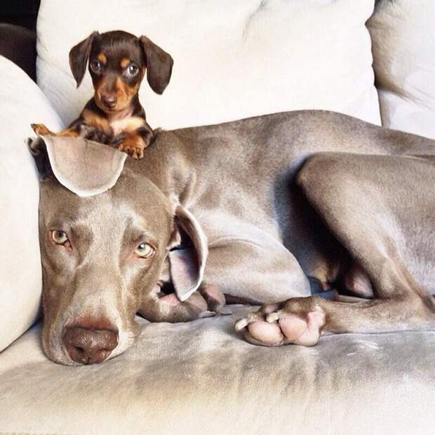 Пёс, Харлоу, дружба,собаки,  Harlow and Indiana,Harlow and Sage 