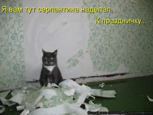 Лучшие котоматрицы недели
