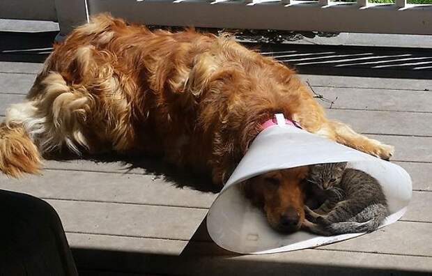 Лучший друг никогда не откажет в укрытии от палящего солнца животные, коты, прикол, юмор