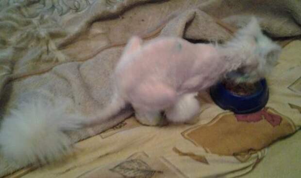 Вторая жизнь  кота, найденного под окнами дома