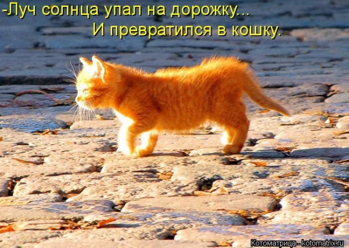 Лучшие котоматрицы недели