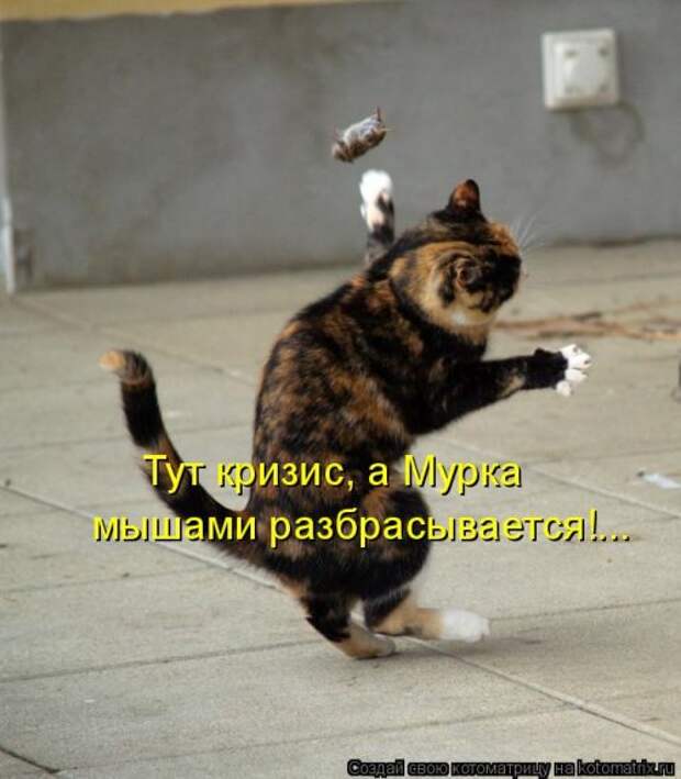 Котоматрица на Бугаге (37 фото)