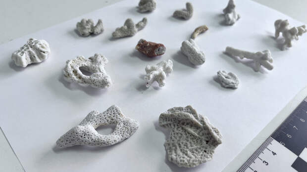 Кораллы из багажа туриста / Фото: Сибирское таможенное управление