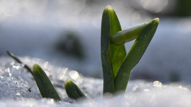 Такого еще не было: синоптик дал неутешительный прогноз — когда в Москве сойдет снег