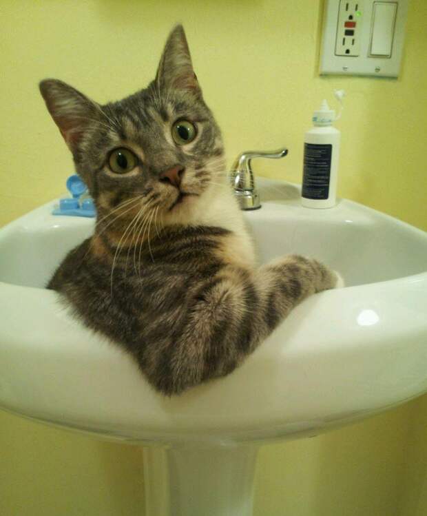 16 фраз, которые мы говорим своему коту 16 фраз, которые мы говорим своему коту коты, фразы