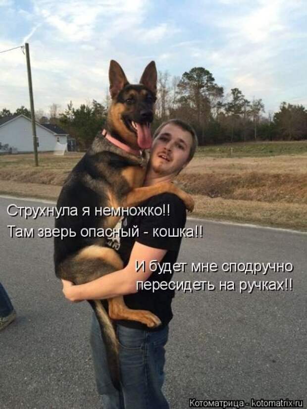 Лучшие котоматрицы недели