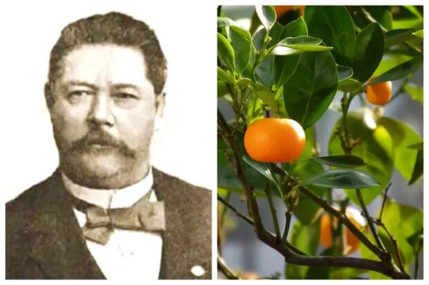 Русский купец сделал Абхазию родиной мандаринов