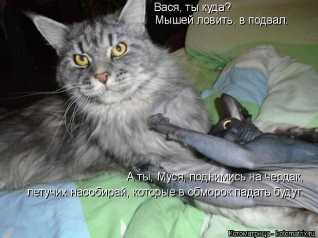 Лучшие котоматрицы недели