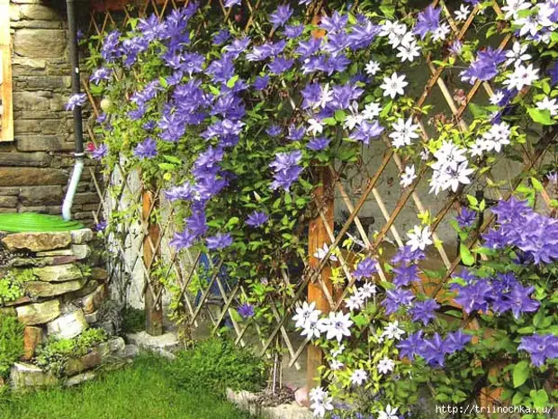 ШПАЛЕРЫ ДЛЯ РОЗ И КЛЕМАТИСОВ - СВОИМИ РУКАМИ - Самоцветик ...