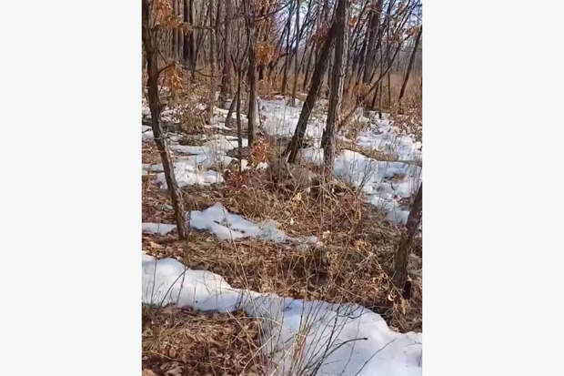На Дальнем Востоке спасли забредшую в город беременную косулю