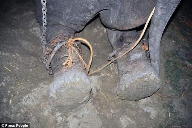 Radga04 Спасение слона, проведшего 50 лет в неволе, который плакал от счастья