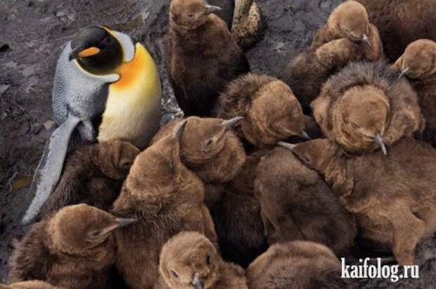Приколы про пингвинов (30 фото) Приколы про пингвинов (30 фото)