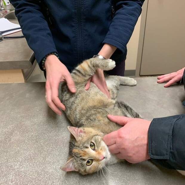 спасение кошки кошка с людьми