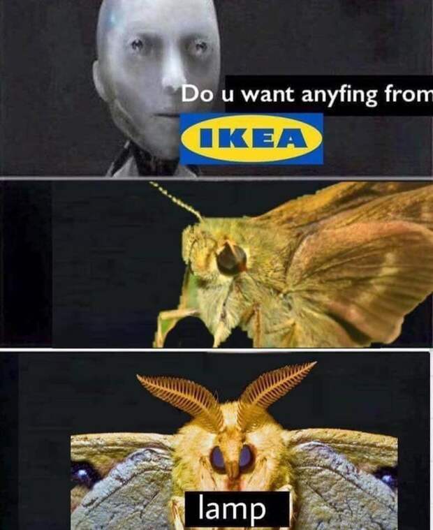 Мемы с молью