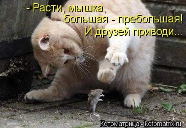 Котоматрица недели (31 фото)