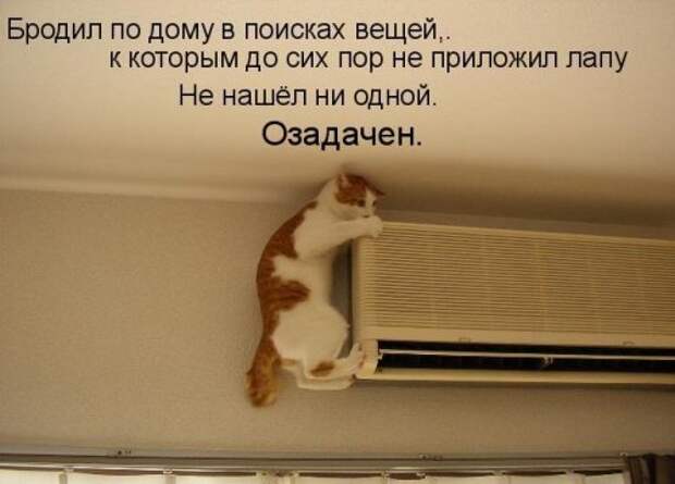 Котоматрица юморная (38 фото)