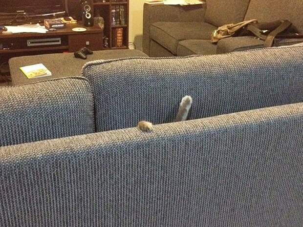 ниндзя кот 