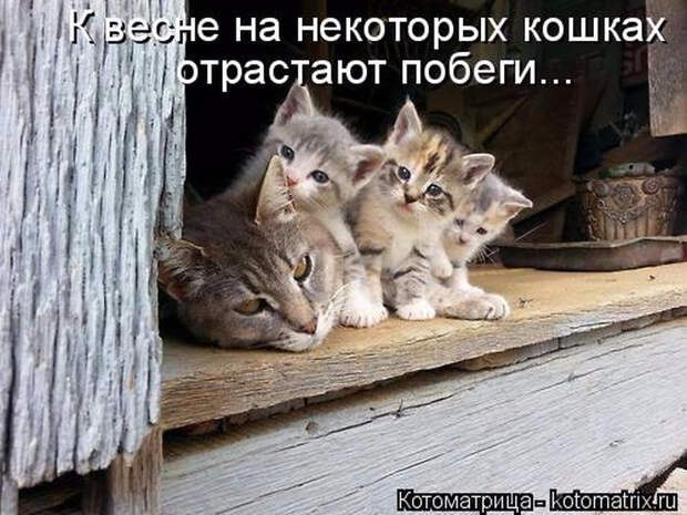 1429823373_11 (700x525, 312Kb)
