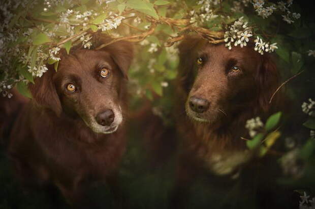 Собаки в фотографиях Anne Geier