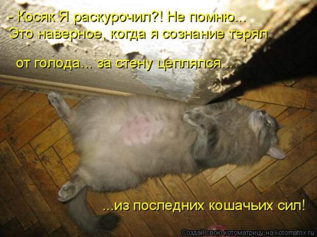 Лучшие котоматрицы недели (50 фото)