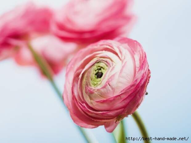 ada-summer-pink-ranunculus (473x355, 58Kb)