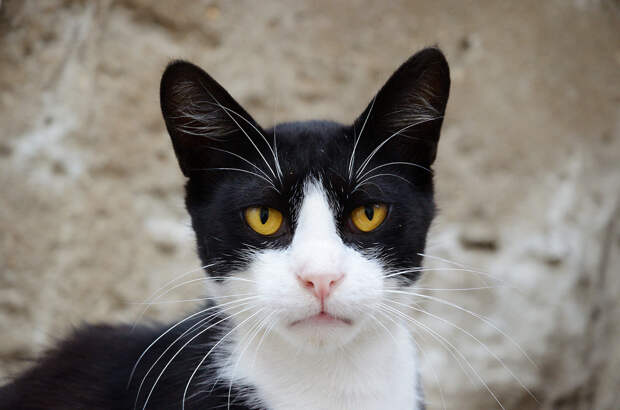 Коты разных стран и не только.