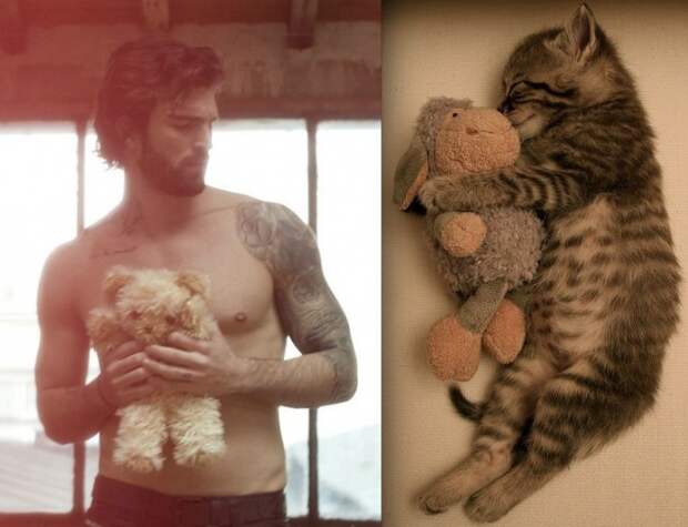 коты воссоздают фотографии, коты кошки фотографии моделей, коты повторяют фото моделей