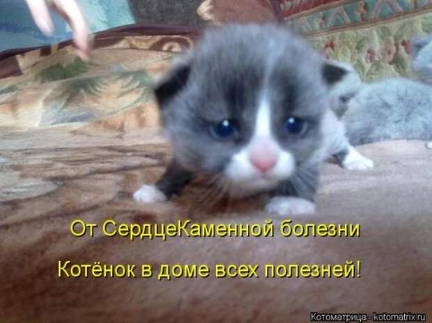 Котоматрицы