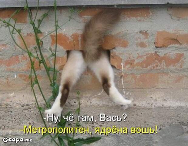 Позитивные котэ (29.05.15)