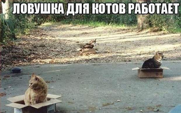 Смешные картинки с подписями катинки, прикол, юмор