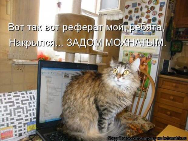 Новая котоматрица для хорошего настроения (28 фото)
