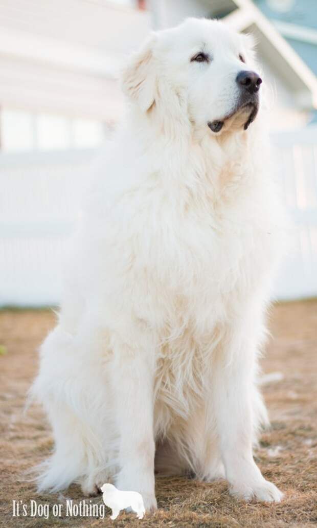 Beautiful Great Pyrenees