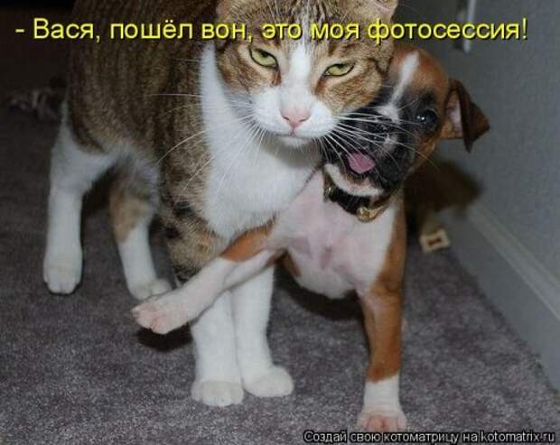 Пятничная котоматрица