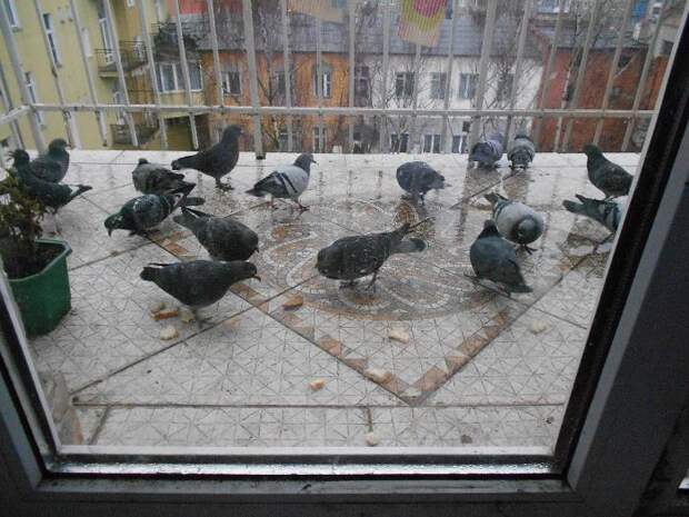 Птички на моем балкончике . Январь 2014 года.