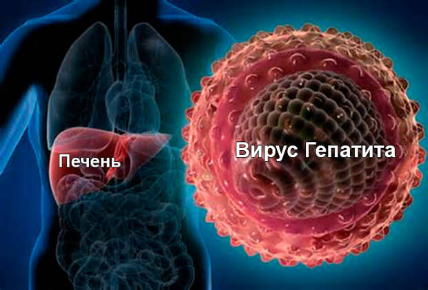 Сколько делается анализ на гепатит: назначение, виды исследования, сроки выполнения, расшифровка результатов, сроки годности анализа