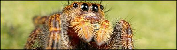 3-Spiders