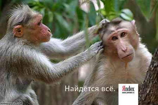 Смешная живность. Позитивненько! №5