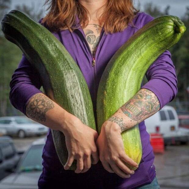 Почему на Аляске растут овощи-гиганты? аляска, гиганты, овощ