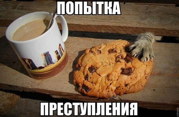 Смешные картинки с подписями катинки, прикол, юмор