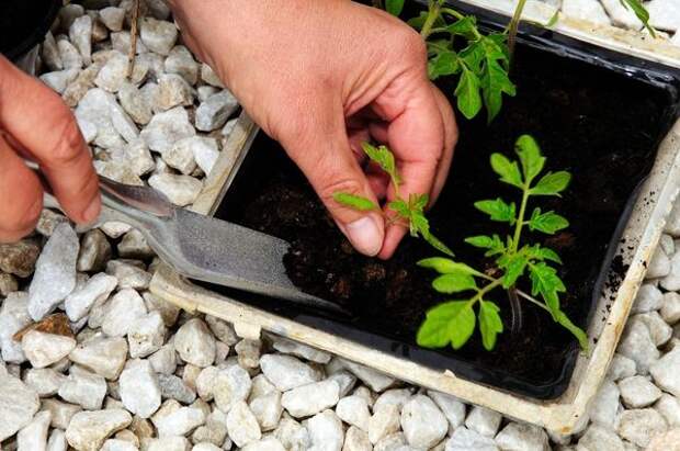 Пикировку рекомендуют проводить, когда у растения сформируются 1-3 настоящих листа