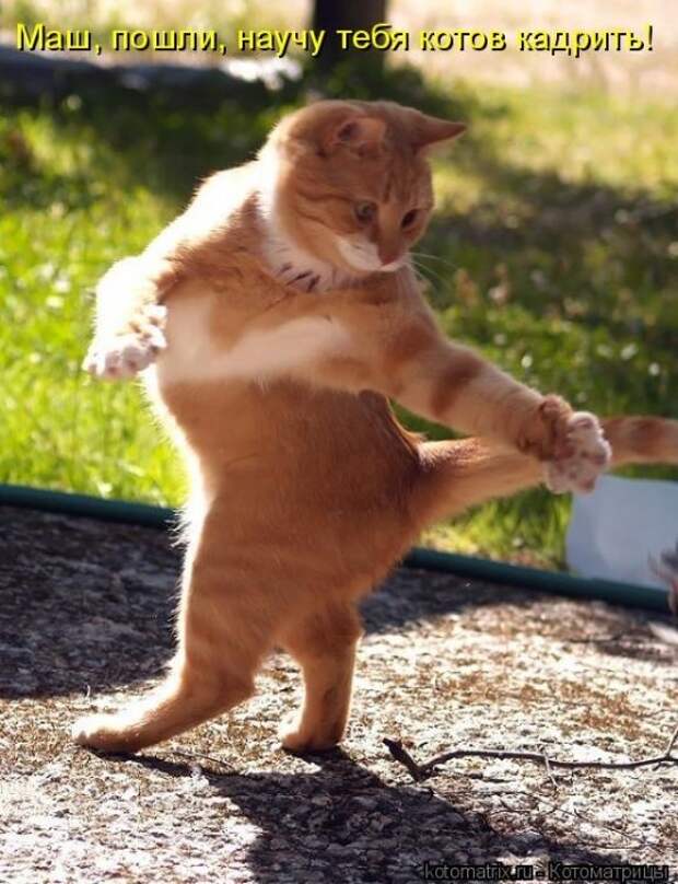 Котоматрица