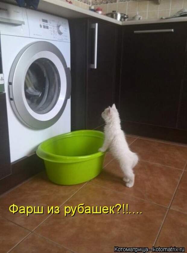 Котоматрица недели (31 фото)