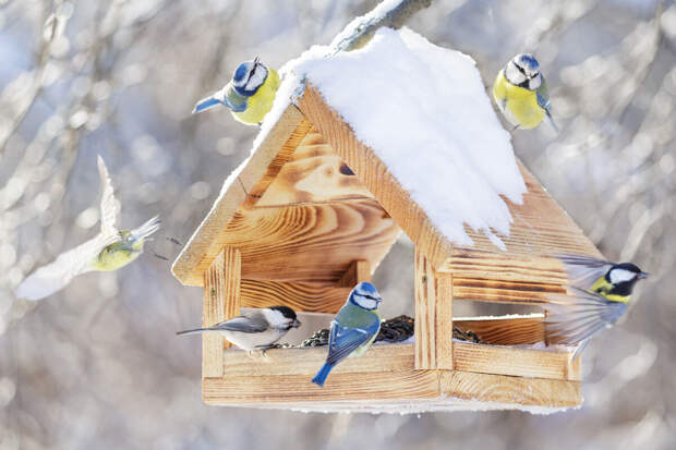 Около 1000 человек отметили Международный день птиц в парках Подмосковья