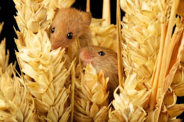 Фото Две милые мышки (Mark Bridger)