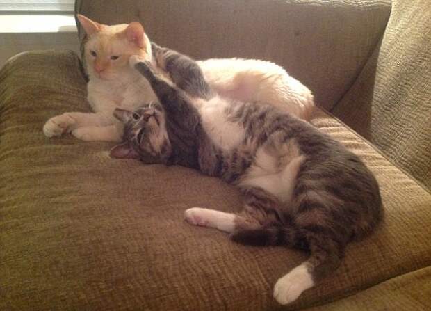 cats friends