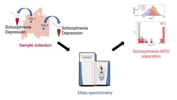 Схема исследования: образцы плазмы крови здоровых участников эксперимента и пациентов с диагнозом шизофрении или клинической депрессии из двух городов подверглись анализу на масс-спектрометре на предмет наличия биологических маркеров, характерных для каждого из заболеваний. Источник: Анастасия Голубова