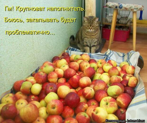 Клёвые отрывные котоматрицы (30 фото)