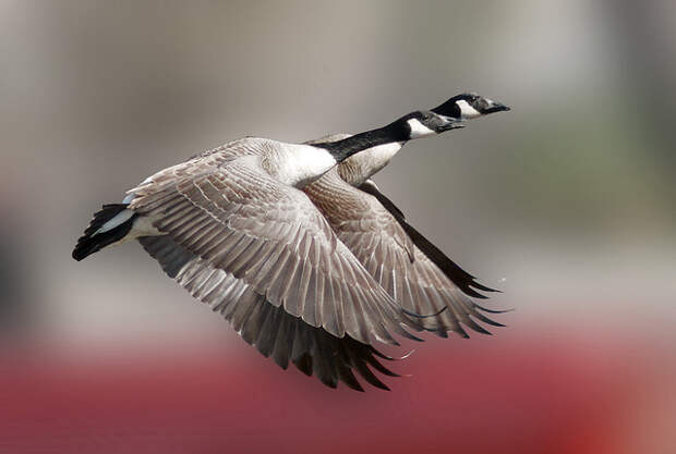 Canada Geese (Branta canadensis) in flight