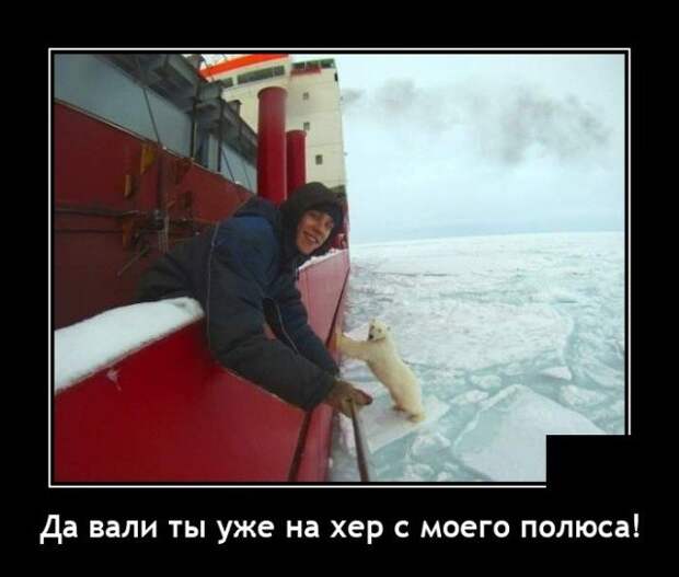 Демотиватор про медведя