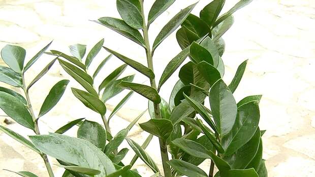 Топ растений для забывчивых: цветы, которые выживут без вашего внимания